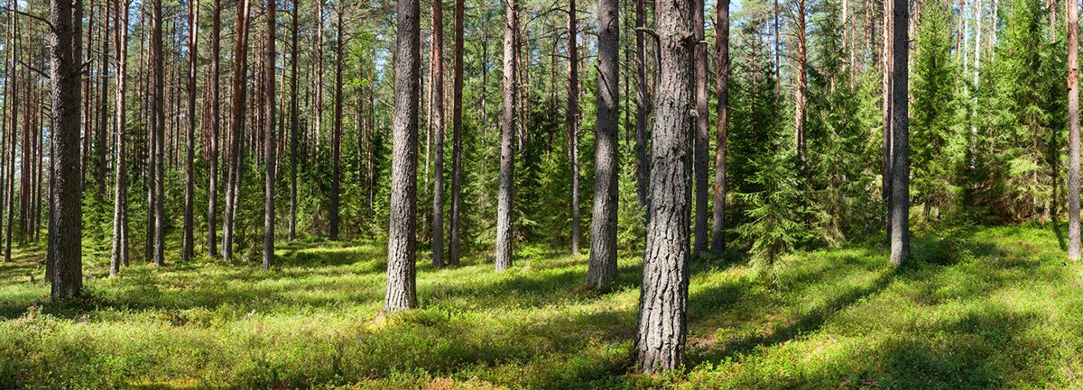 forest - Handelsbanken.se