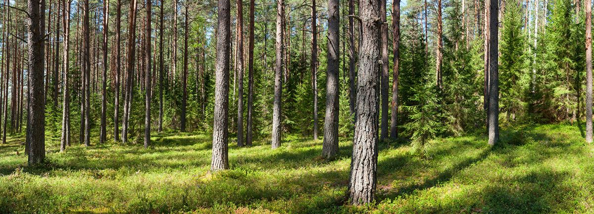 Bild på skog med solen som strålar in mellan träden