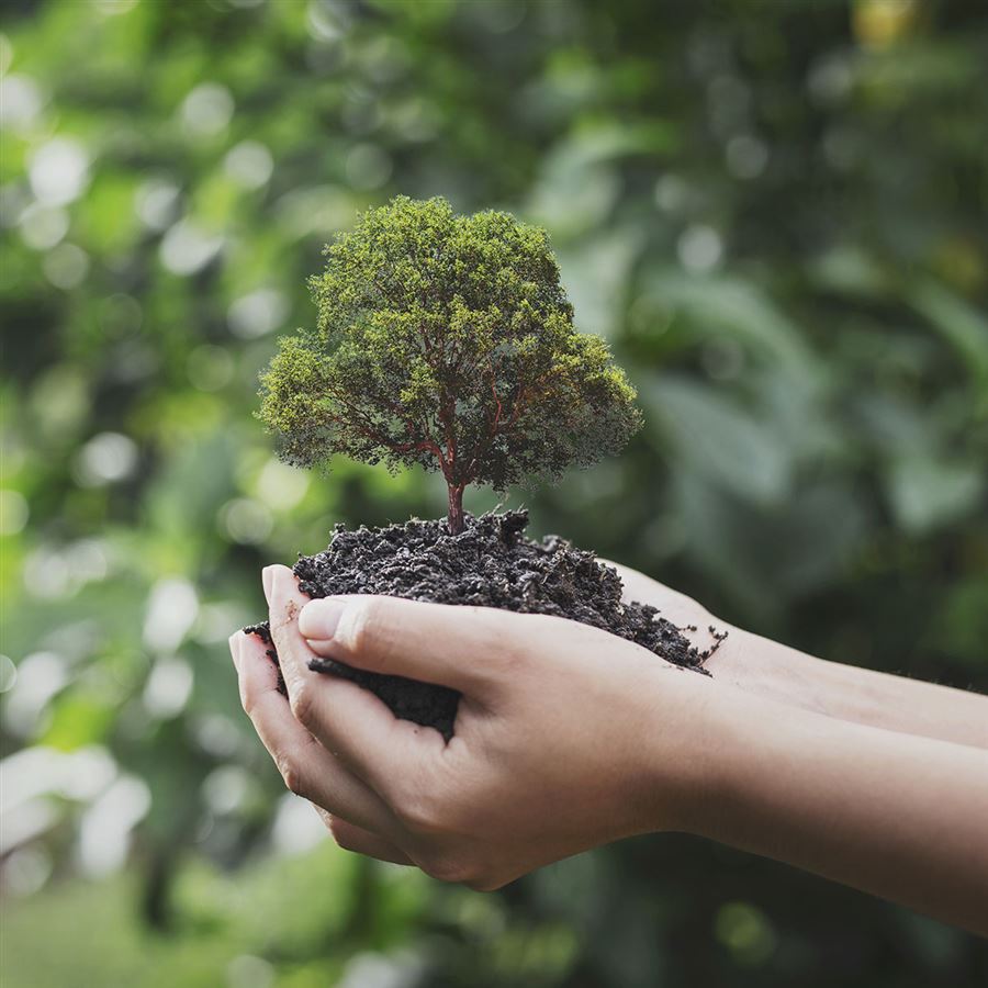 En person håller en liten planta i sin hand.