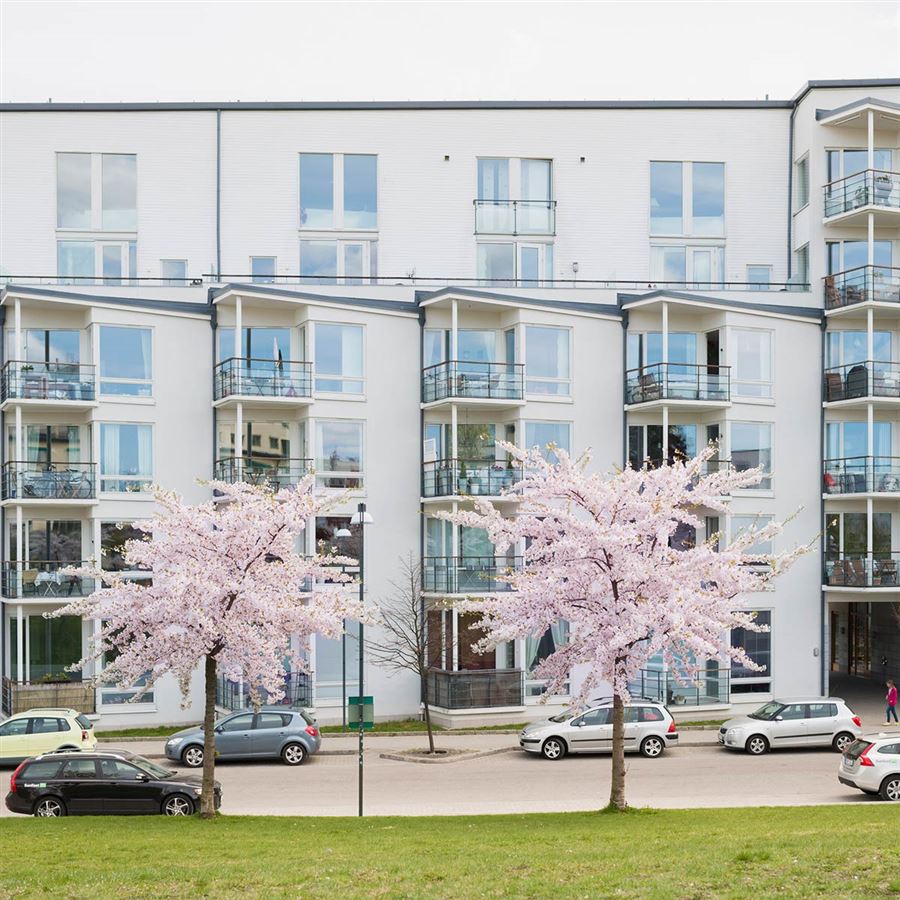 körsbärsträd utanför en bostadsrätt.