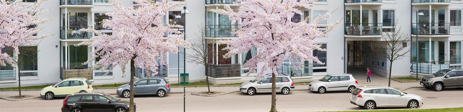 Körsbärsträd framför vita lägenhetshus.