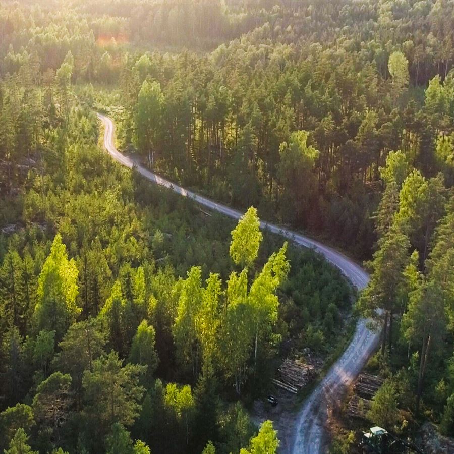 En väg slingrar sig genom ett skogslandskap.