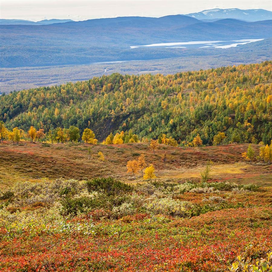 Ett höstlandskap med berg