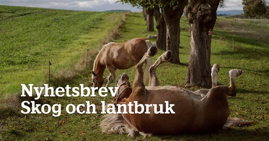 Glada hästar rullar sig på marken