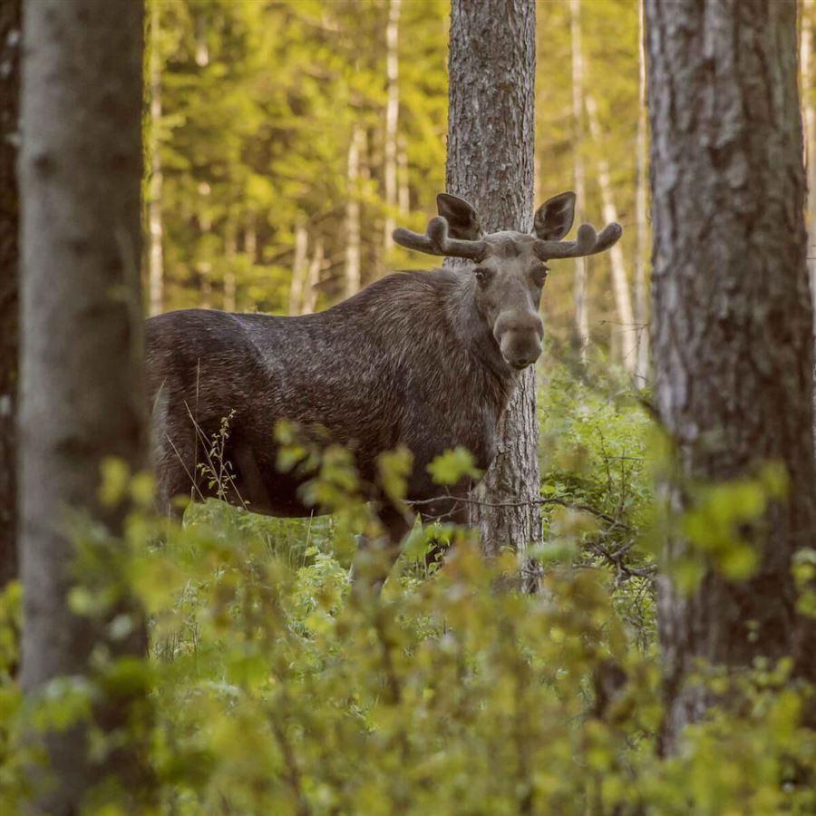 Glada hästar rullar sig på marken