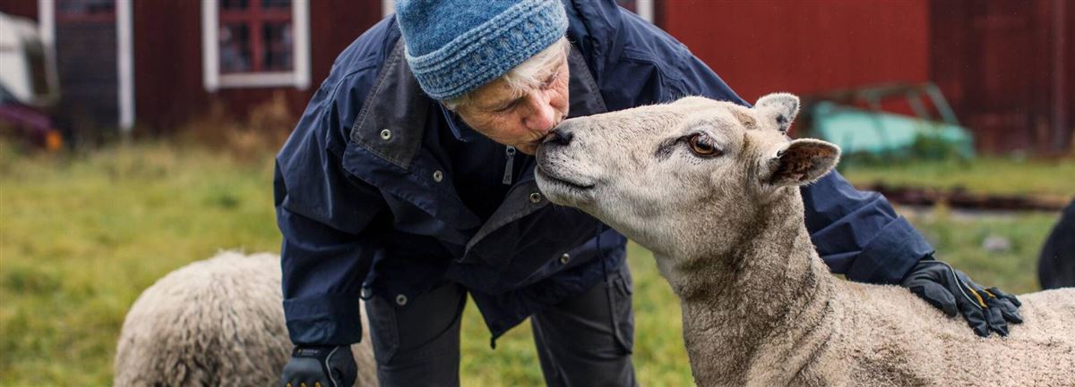 En kvinna och ett får. 