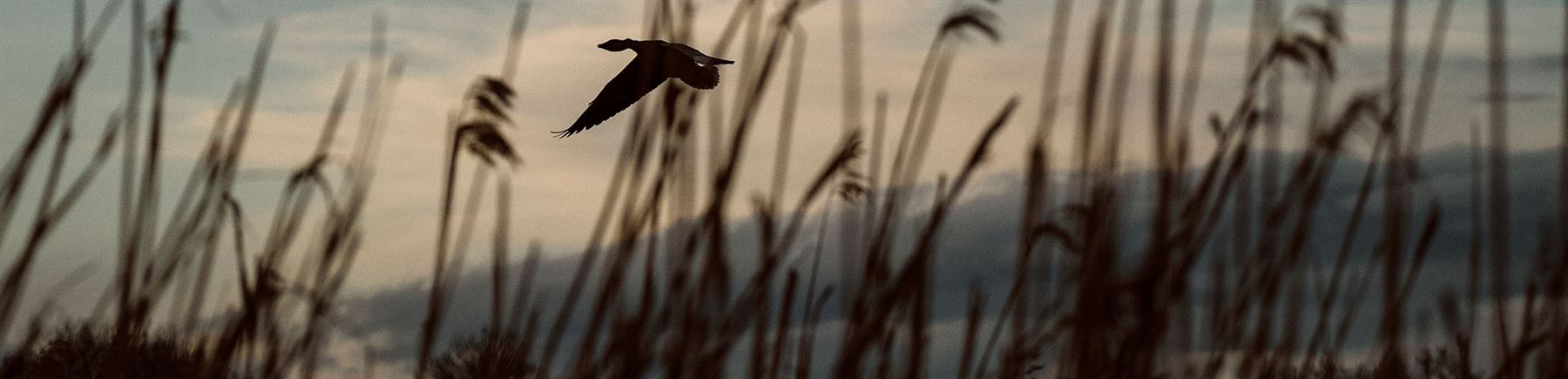 Flygande gäss i solnedgång.