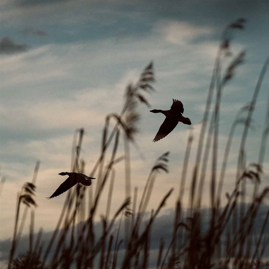 Flygande gäss i solnedgång