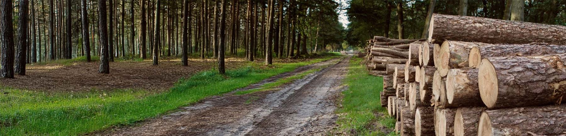 Avverkat virke travat vid sidan av en skogsväg.