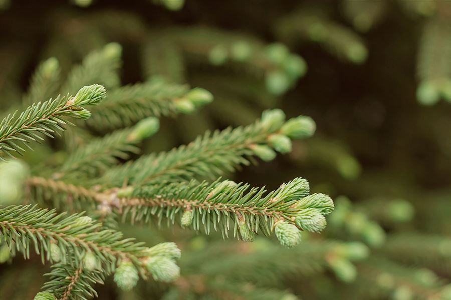 Närbild på en grön grankvist.