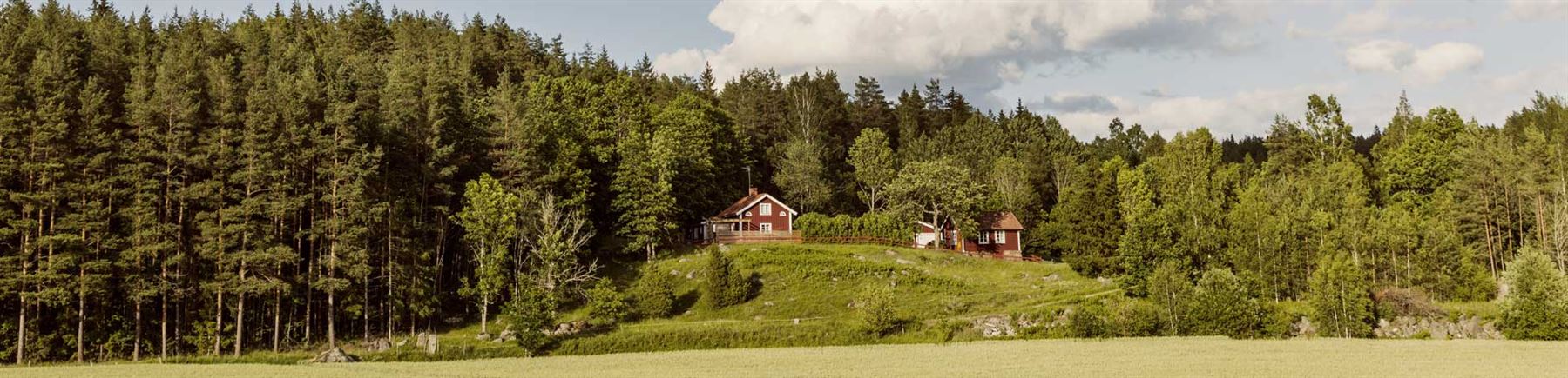 Vy över granskog och ängsmark. 