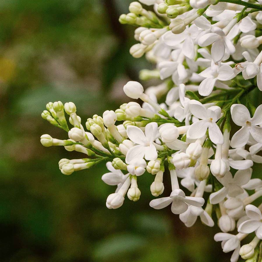 Vit syrenblomma.
