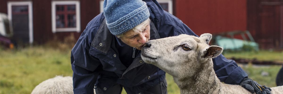 Kvinna kelar med ett får